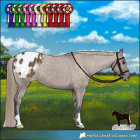 Horse Color:Liver Red Dun Appaloosa Brindle 