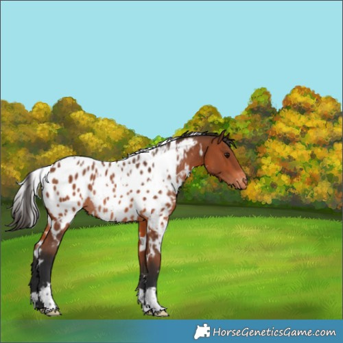 Horse Color:White Spotted Bay Appaloosa Rabicano 