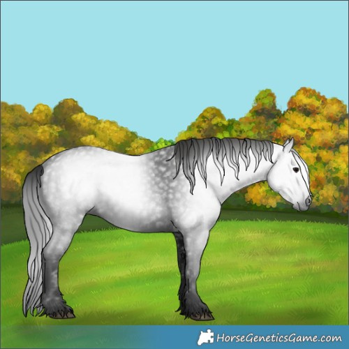 Horse Color:Gray White Spotted Black 