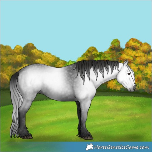 Horse Color:Gray White Spotted Black 