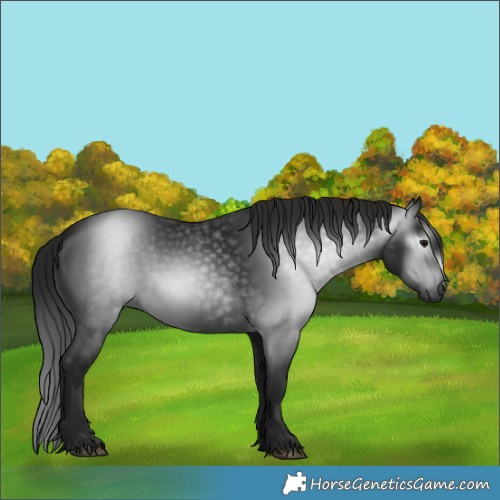 Horse Color:Gray White Spotted Black 