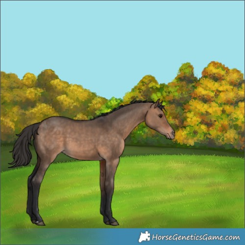 Horse Color:Bay Dun  and Bay Dun 