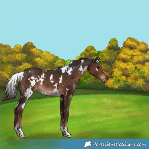 Horse Color:White Spotted Liver Chestnut Rabicano