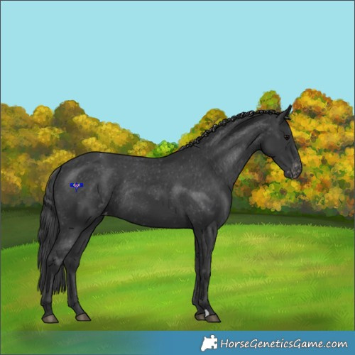 Horse Color:Black Appaloosa Rabicano