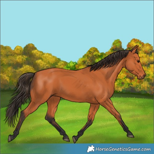 Horse Color:Bay 