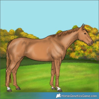 Horse Color:Chestnut 