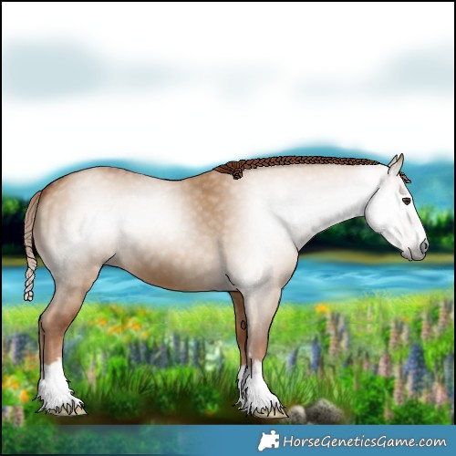 Horse Color:Gray Red Dun 