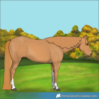 Horse Color:Chestnut Tobiano 