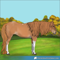 Horse Color:Chestnut Tobiano 