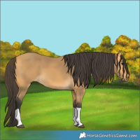 Horse Color:Buckskin Tobiano