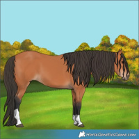 Horse Color:Bay Tobiano 