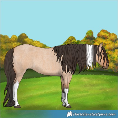 Horse Color:Bay Roan Dun Tobiano 