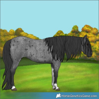 Horse Color:Blue Roan Tobiano