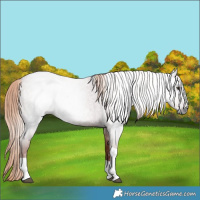 Horse Color:Gray Red Roan Tobiano 