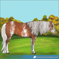 Horse Color:White Spotted Silver Bay Splash 