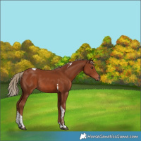 Horse Color:Chestnut Tobiano Rabicano 