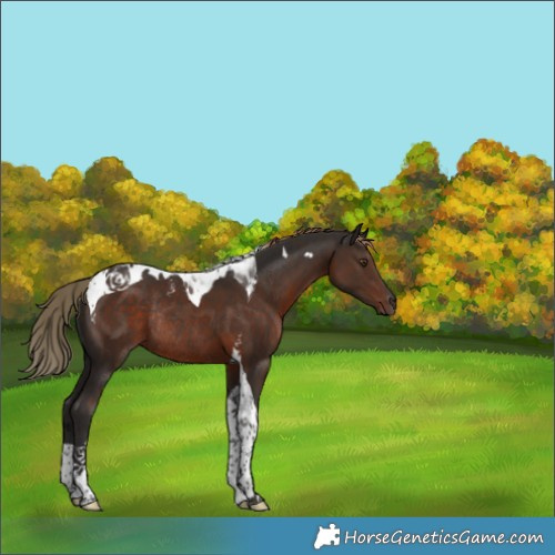 Horse Color:Liver Chestnut Tobiano Rabicano 