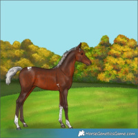 Horse Color:Silver Brown Tobiano 