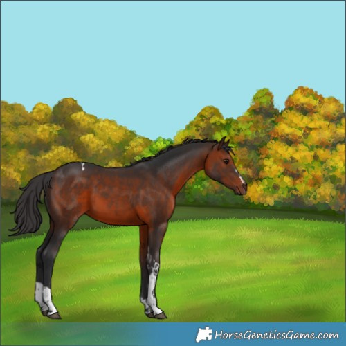Horse Color:Brown Tobiano 