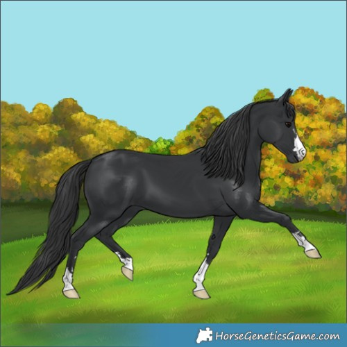 Horse Color:Black 