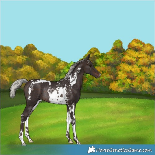 Horse Color:Silver Brown Tobiano Rabicano 