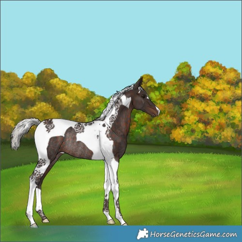 Horse Color:Silver Brown Tobiano Rabicano 