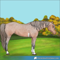 Horse Color:Bay Tobiano Appaloosa 