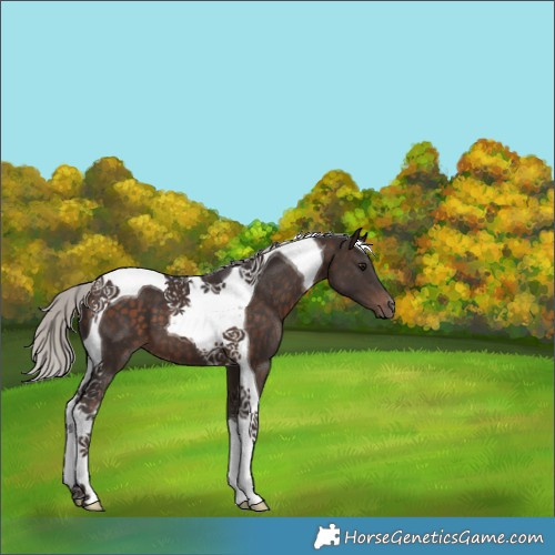 Horse Color:Silver Brown Tobiano 