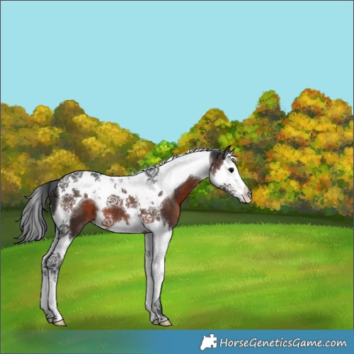 Horse Color:Brown Splash Tobiano 