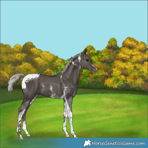 Horse Color:Silver Black Sabino Tobiano 