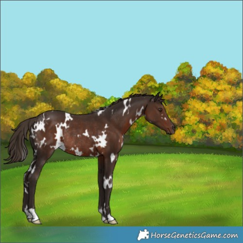 Horse Color:White Spotted Liver Chestnut Rabicano 