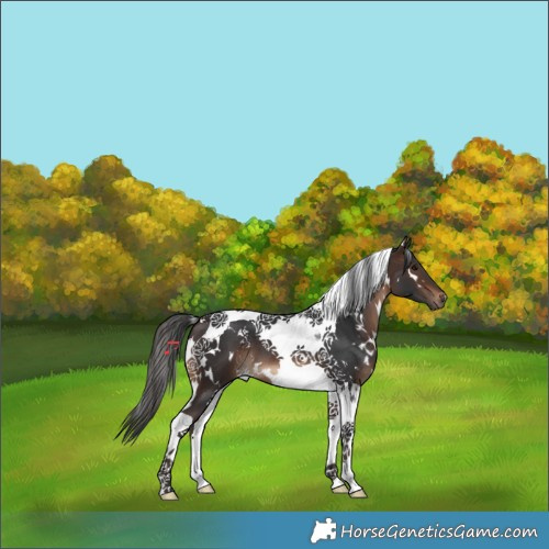 Horse Color:White Spotted Brown Tobiano 