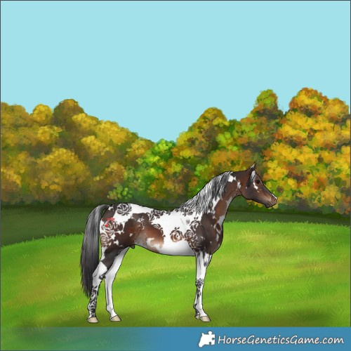 Horse Color:White Spotted Brown Tobiano 