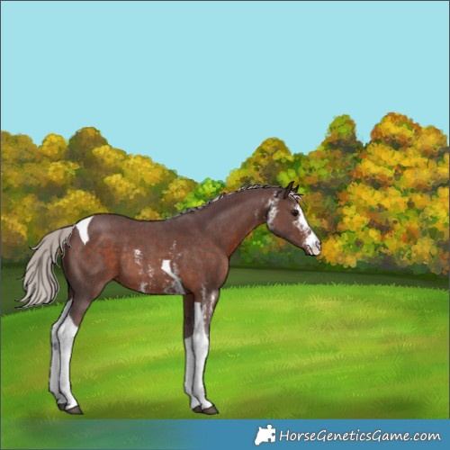 Horse Color:Chocolate Silver Brown Sabino Tobiano Rabicano 