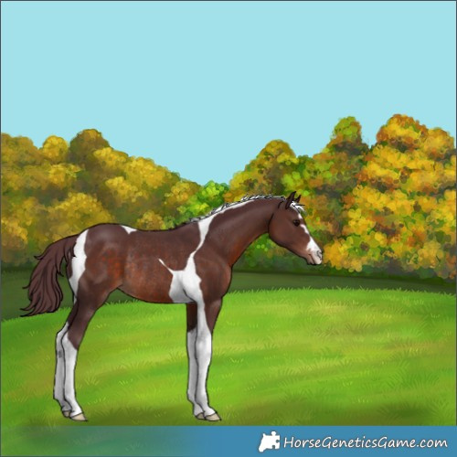 Horse Color:Chocolate Brown Tobiano Rabicano 