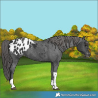 Horse Color:Black Tobiano Appaloosa