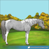 Horse Color:Black Tobiano Varnish 