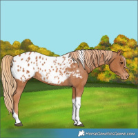 Horse Color:Chestnut Tobiano Blanket 