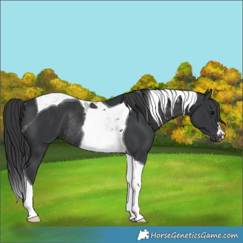 Horse Color:Black Tobiano Rabicano 