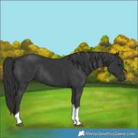 Horse Color:Black Tobiano Rabicano 