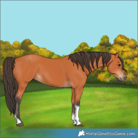 Horse Color:Bay Tobiano 