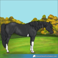 Horse Color:Black Tobiano Rabicano 