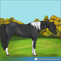 Horse Color:Black Tobiano Rabicano 
