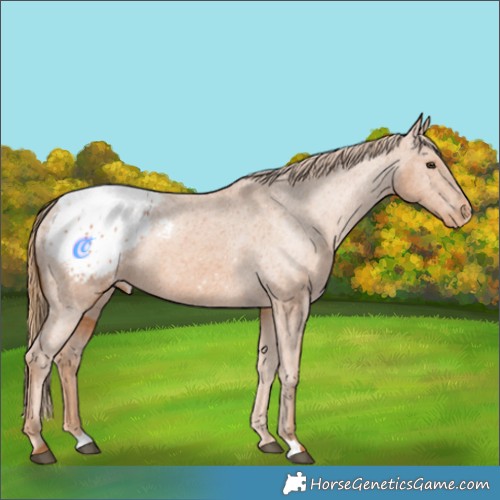 Horse Color:Chestnut Appaloosa Rabicano 