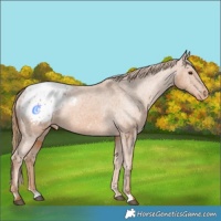 Horse Color:Chestnut Blanket Rabicano 