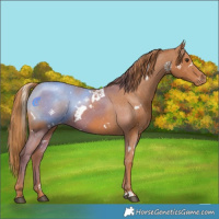 Horse Color:White Spotted Chestnut Appaloosa 
