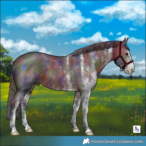Horse Color:Nacre White Spotted Bay Rabicano 