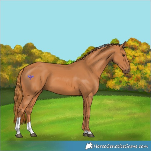 Horse Color:Chestnut Tobiano 