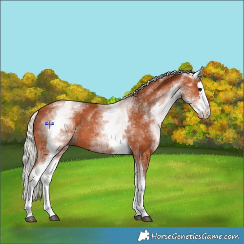 Horse Color:White Spotted Silver Bay Splash 