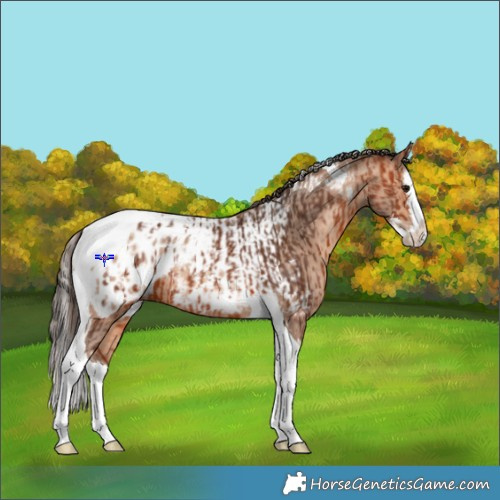 Horse Color:Bay Splash Tobiano Appaloosa  and Amber Champagne Splash Tobiano Appaloosa 